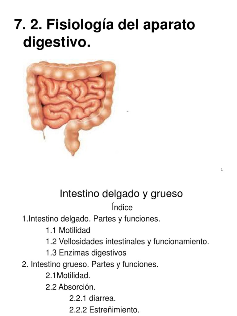 Intestino delgado y grueso.fisiología Intestino delgado