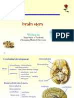 Brain Stem: Nervous System