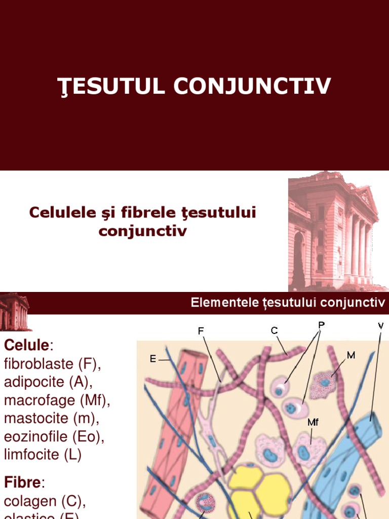 prepararea histologică a țesutului conjunctiv dens neformat)