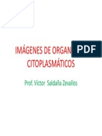 Imgenes de Organoides Citoplasmticos