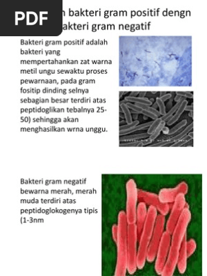 Perbedaan Bakteri Gram Positif Dengn Bakteri Gram Negatif