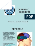 Cerebro Cerebelo