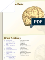 Brain Anatomy Research
