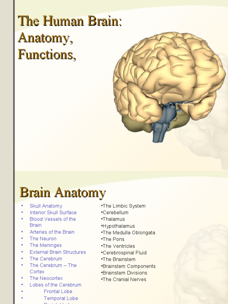 Brain Anatomy Research | PDF | Brainstem | Human Brain