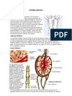 Sistema Linfatico
