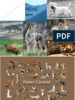 Family Canidae
