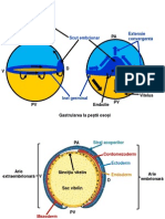 04 20 14 40gastrularea La Pestii Ososi