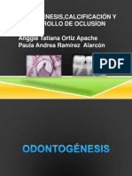 Odontogenesis, Calcificacion y Desarrollo de Oclusion