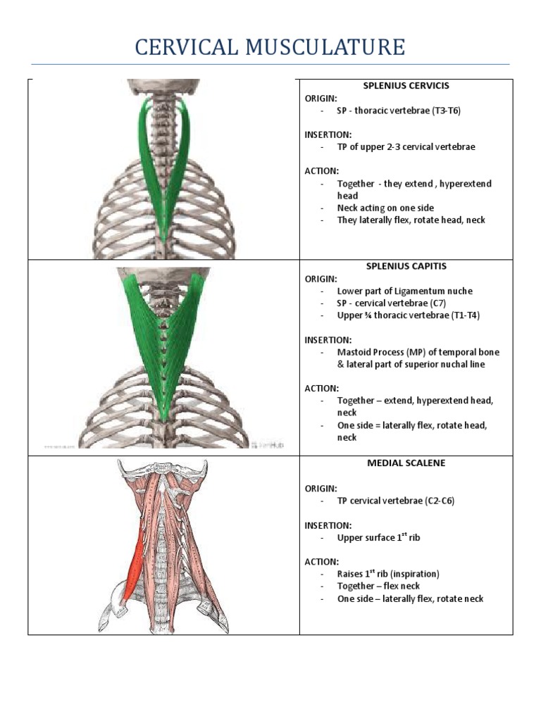 Cervical Musculature