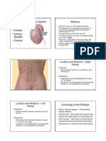 Kidneys Urinary System 06