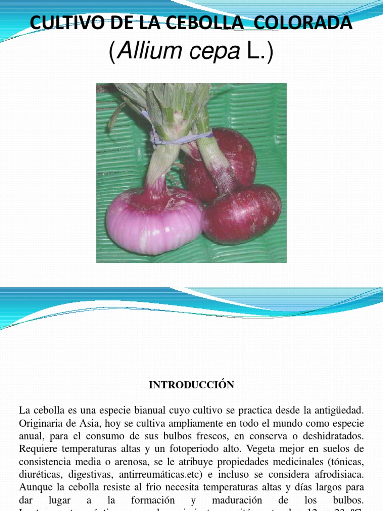 Cultivo y cuidados de la cebolla colorada | PDF | Cebolla | Hoja