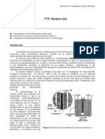 TP6 Western Blot