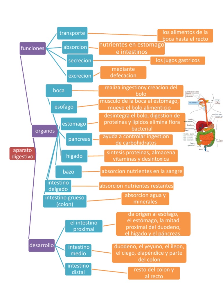 Mapa Conceptual Sistema Digestivo