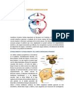 Sistema Cardiovascular