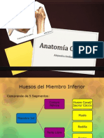 Anatomía Cadera