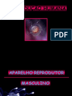 Aparelho Reprodutor