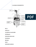 Apuntes Anatomia 4