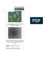 Stem Cell