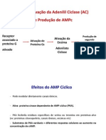 Slides Das Principais Vias