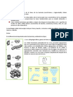 Morfología Bacteriana