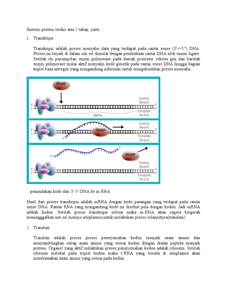 Rantai Dna Yang Berperan Sebagai Cetakan Untuk Rna Adalah Dna Informasi