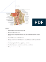 Anatomi Larynx