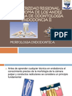 Mooooorfologia Endodontica