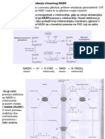 Oksidacija Citoslonog NADH.