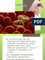 Plasmodium vivax