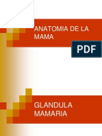 Anatomia+Quirurgica+de+La+Mama