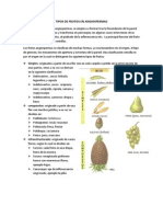 Tipos de Frutos en Angiospermas