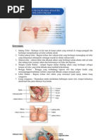 Download gambar reproduksi wanita by Seila Zhou SN146064076 doc pdf