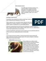 Monos y armadillos de Suramérica