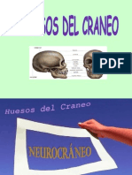 Huesos Del Craneo