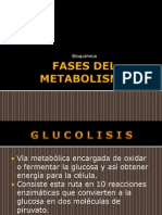 fasesdelmetabolismo-100309170106-phpapp02