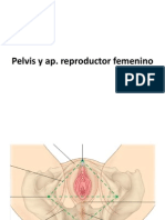 07 A Reproductor F, M y Pelvis