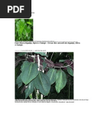 Ewé Òrìsà Ajé Salugá