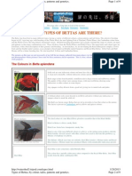 What Types of Bettas Are There PDF