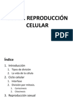 UD 12 REproduccion Celular