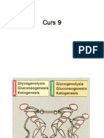 Sunt pentoze, Cale uronici, metabolizare fructoză gala