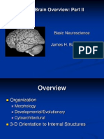 Gross Brain Overview: Part II: Basic Neuroscience