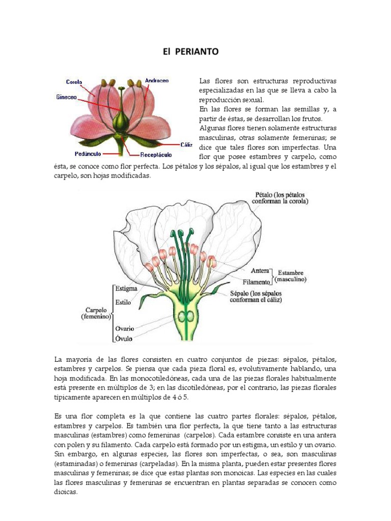 Estructura y Función de las Flores | PDF | Flores | Polen