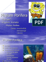 Notes On The Phylum PORIFERA