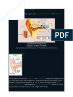 Telinga Bagian Dalam