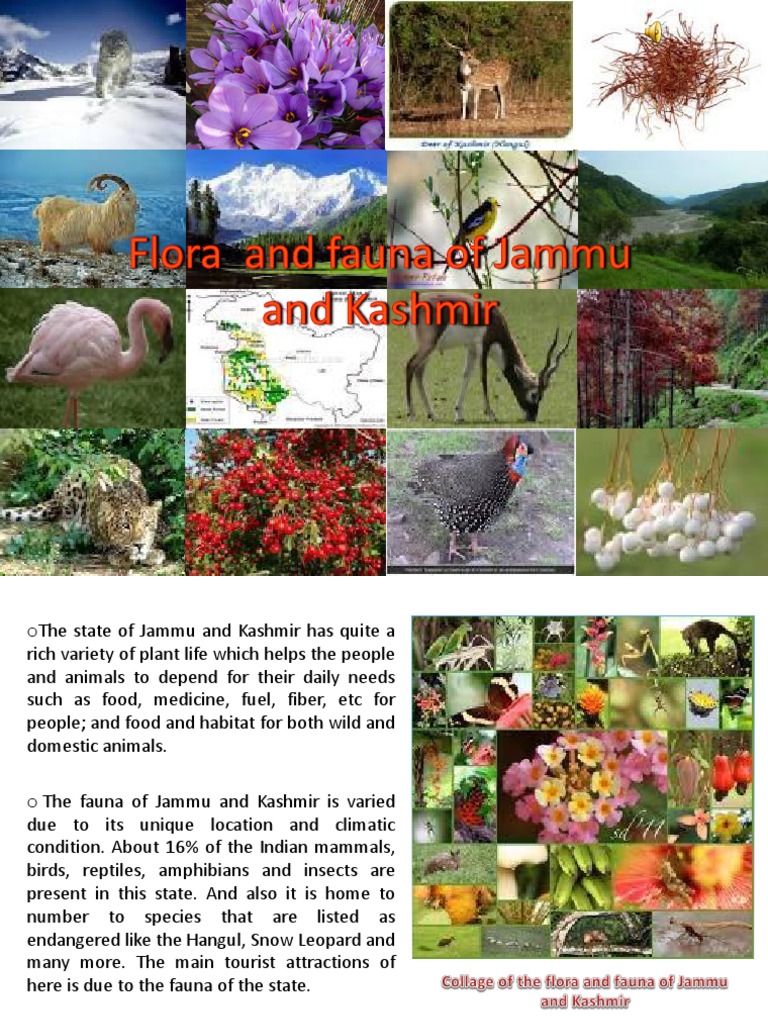 Flora and Fauna of Jammu & Kashmir | PDF | Trees | Pine