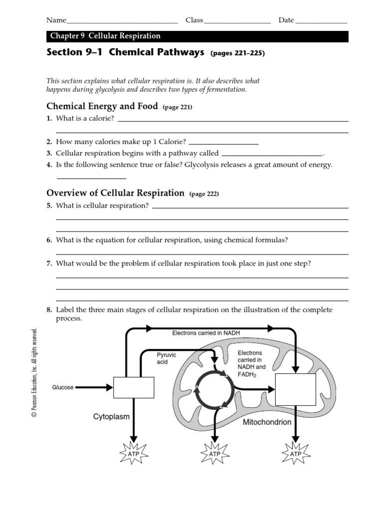 Biology Lesson 9 1 Worksheet Cellular Respiration Glycolysis