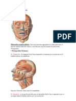 msculosdelacabeza-090825130507-phpapp02