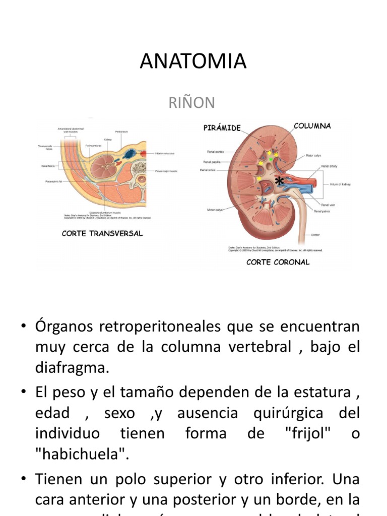 Anatomía y Funciones del Riñón | PDF | Riñón | Anatomía humana