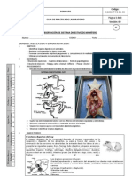 Praxis 4 Observación de Sistema Digestivo de Mamífero