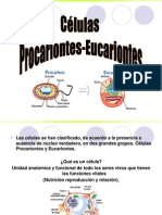 Tipos Celulares Eucariontes Procariontes
